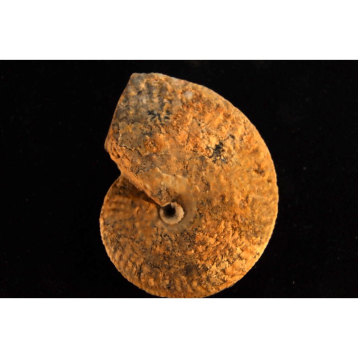 PSEUDOSIRENITES EVAE - triassic - TIMOR - INDONESIA