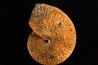 PSEUDOSIRENITES EVAE - triassic - TIMOR - INDONESIA