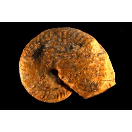 PSEUDOSIRENITES EVAE - triassic - TIMOR - INDONESIA