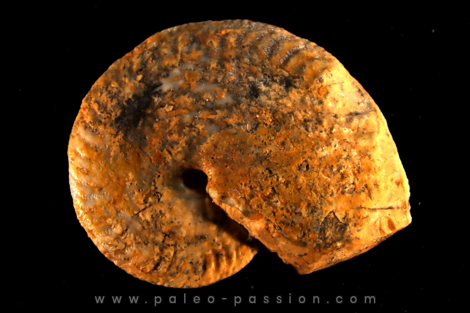PSEUDOSIRENITES EVAE - triassic - TIMOR - INDONESIA