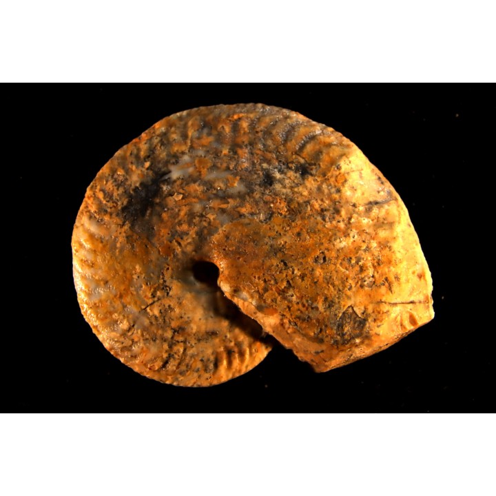 PSEUDOSIRENITES EVAE - triassic - TIMOR - INDONESIA