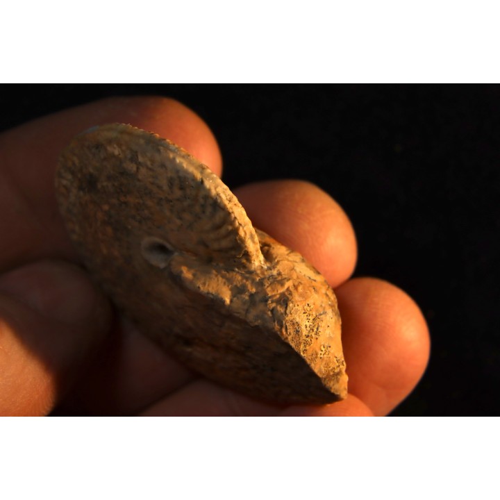 PSEUDOSIRENITES EVAE - triassic - TIMOR - INDONESIA