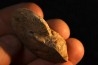 PSEUDOSIRENITES EVAE - triassic - TIMOR - INDONESIA