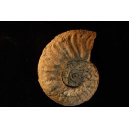 STEINMANNITES INGENS - triassic - TIMOR - INDONESIA