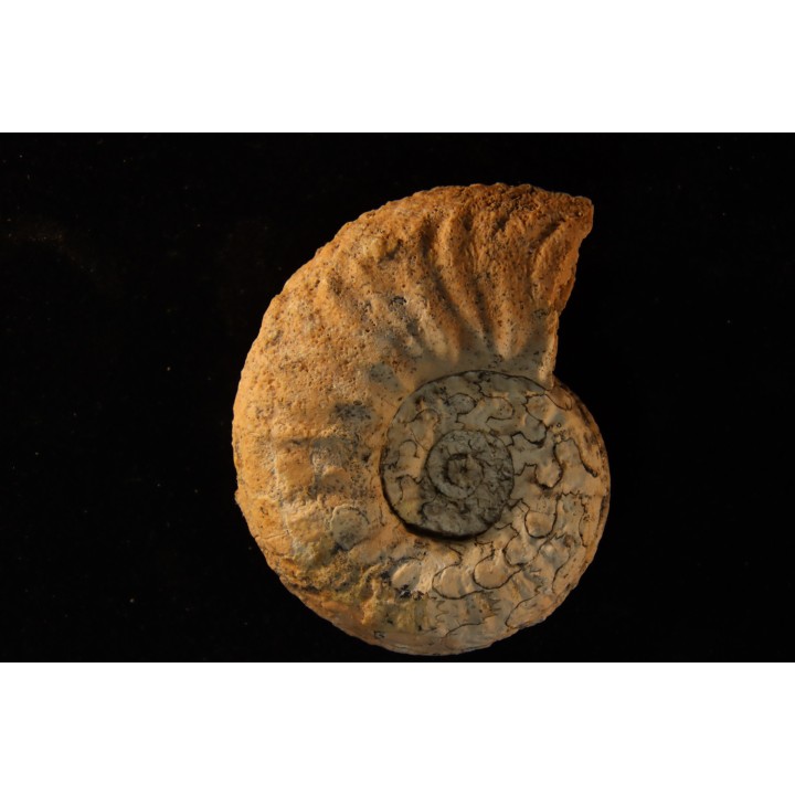STEINMANNITES INGENS - triassic - TIMOR - INDONESIA