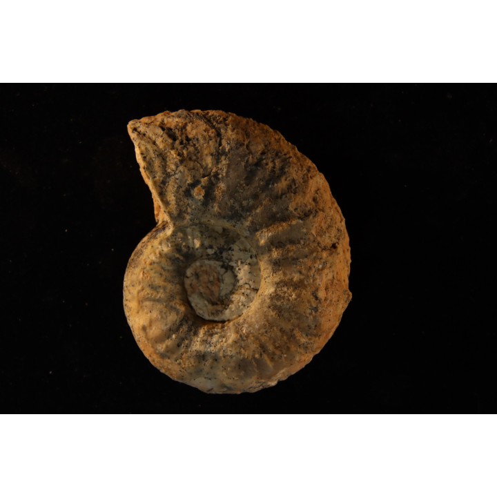 STEINMANNITES INGENS - triassic - TIMOR - INDONESIA