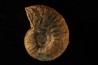 STEINMANNITES INGENS - triassic - TIMOR - INDONESIA