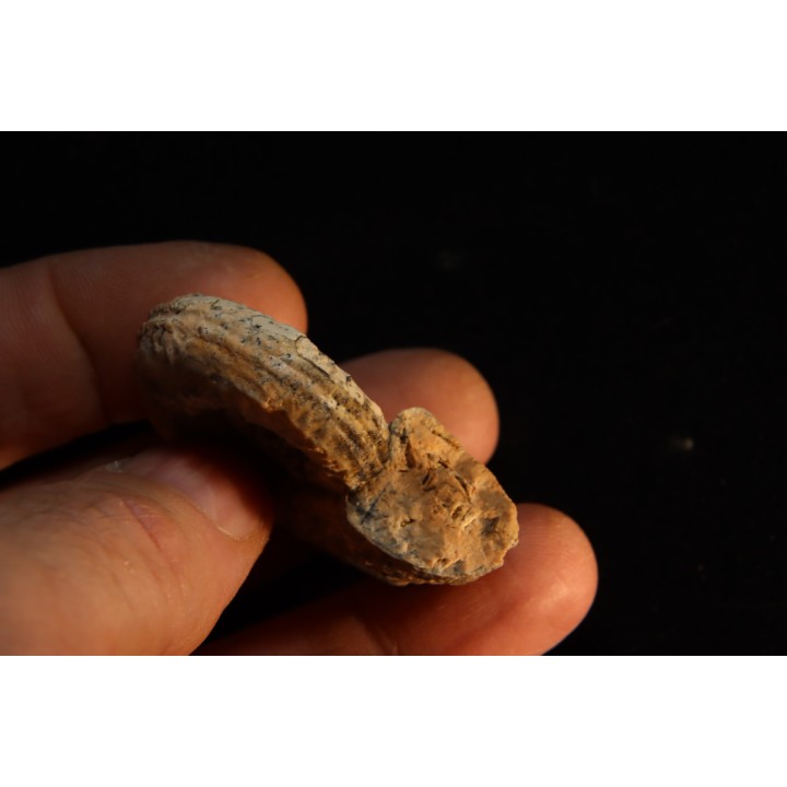 STEINMANNITES INGENS - triassic - TIMOR - INDONESIA