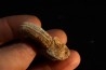 STEINMANNITES INGENS - triassic - TIMOR - INDONESIA