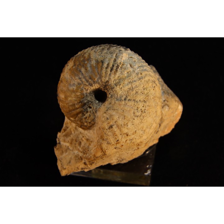 ARGOSIRENITES TRACHYCERATOIDES - triassic - TIMOR - INDONESIA