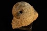 ARGOSIRENITES TRACHYCERATOIDES - triassic - TIMOR - INDONESIA