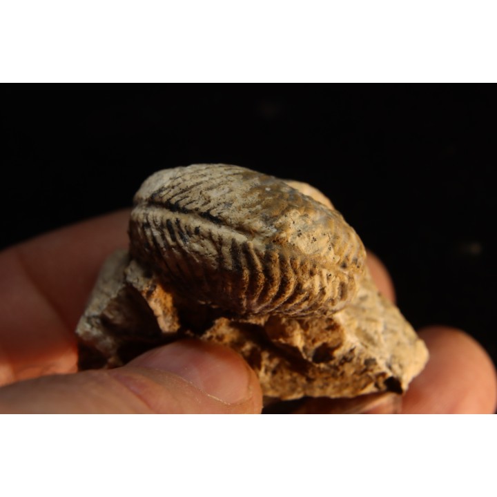 ARGOSIRENITES TRACHYCERATOIDES - triassic - TIMOR - INDONESIA