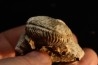 ARGOSIRENITES TRACHYCERATOIDES - triassic - TIMOR - INDONESIA
