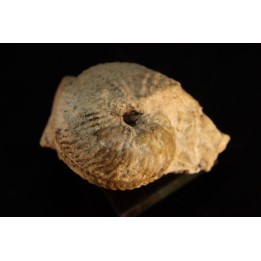 ARGOSIRENITES TRACHYCERATOIDES - triassic - TIMOR - INDONESIA