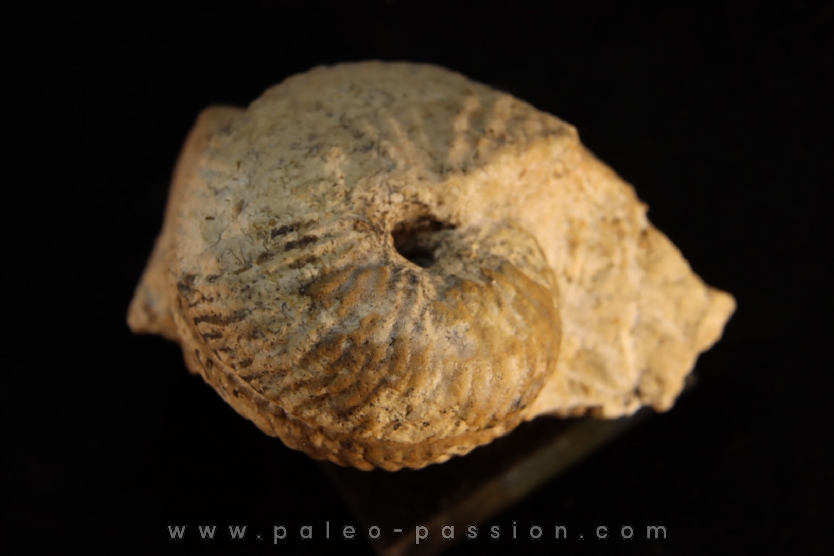 ARGOSIRENITES TRACHYCERATOIDES - triassic - TIMOR - INDONESIA