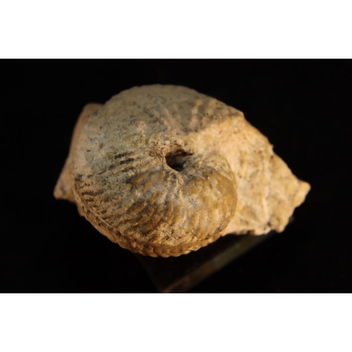 ARGOSIRENITES TRACHYCERATOIDES - triassic - TIMOR - INDONESIA