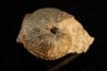 ARGOSIRENITES TRACHYCERATOIDES - triassic - TIMOR - INDONESIA