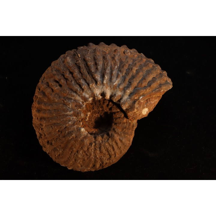 TRACHYCERAS ARCHELAUS - late triassic - Hallstaetter Kalle - Austria