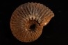 TRACHYCERAS ARCHELAUS - late triassic - Hallstaetter Kalle - Austria