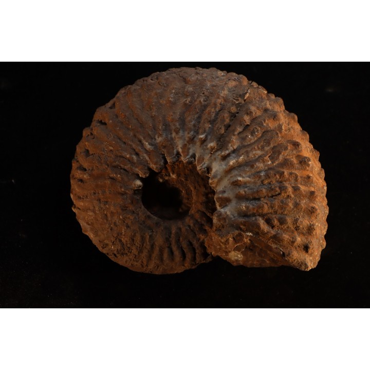 TRACHYCERAS ARCHELAUS - late triassic - Hallstaetter Kalle - Austria