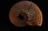 TRACHYCERAS ARCHELAUS - late triassic - Hallstaetter Kalle - Austria