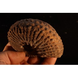 TRACHYCERAS ARCHELAUS - late triassic - Hallstaetter Kalle - Austria