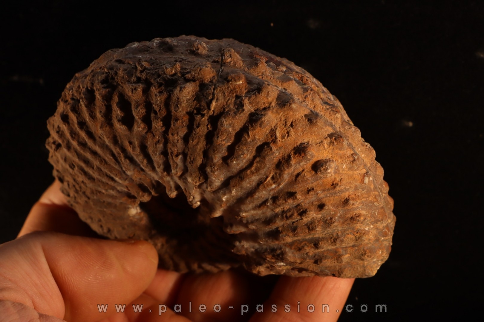 TRACHYCERAS ARCHELAUS - late triassic - Hallstaetter Kalle - Austria