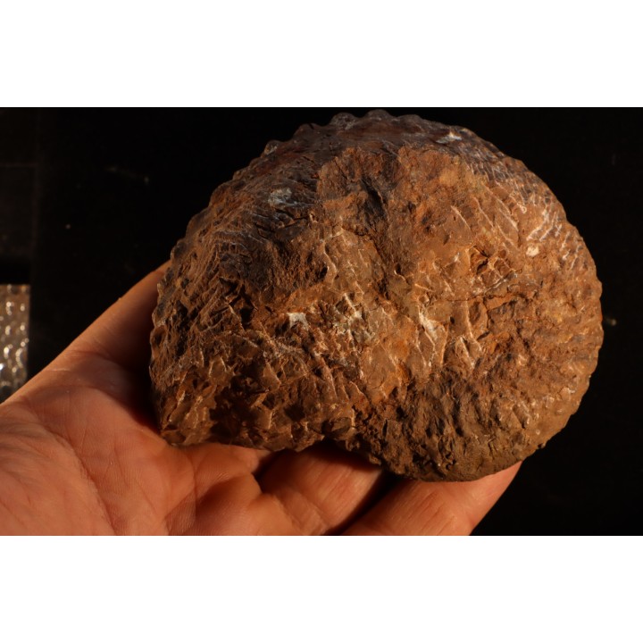 TRACHYCERAS ARCHELAUS - late triassic - Hallstaetter Kalle - Austria