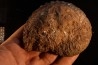 TRACHYCERAS ARCHELAUS - late triassic - Hallstaetter Kalle - Austria