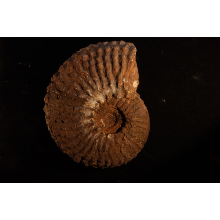TRACHYCERAS ARCHELAUS - late triassic - Hallstaetter Kalle - Austria