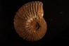 TRACHYCERAS ARCHELAUS - late triassic - Hallstaetter Kalle - Austria