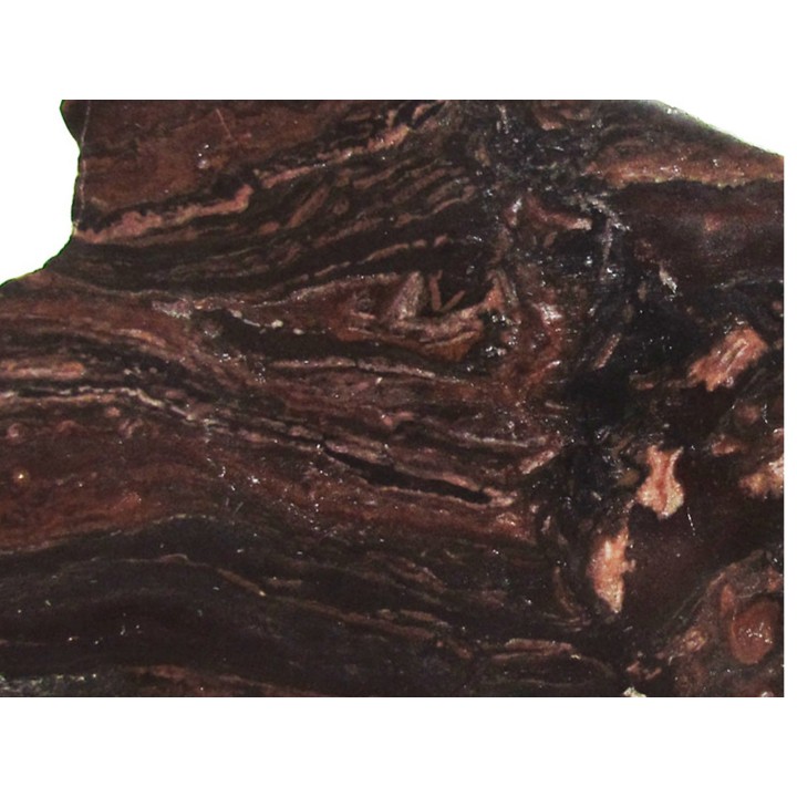 Stromatolithe - Missouri (1)