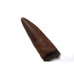 dent de dinosaure SPINOSAURE AEGIPTICUS