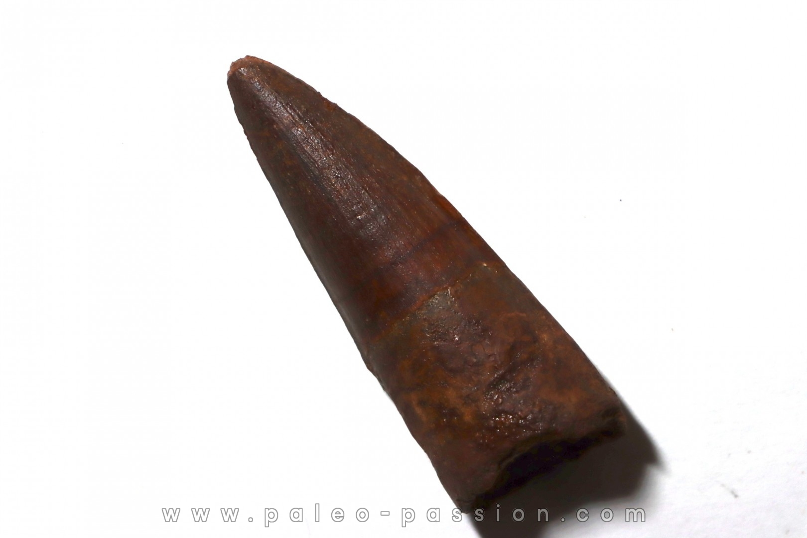 dent de dinosaure SPINOSAURE AEGIPTICUS