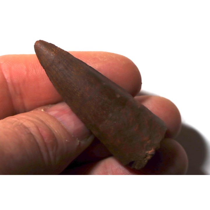 dent de dinosaure SPINOSAURE AEGIPTICUS