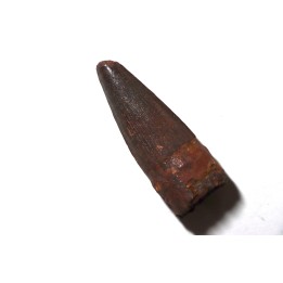 SPINOSAURE AEGIPTICUS