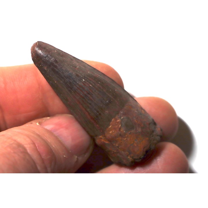 SPINOSAURE AEGIPTICUS