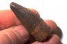 SPINOSAURE AEGIPTICUS