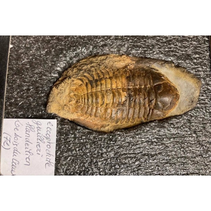 eccoptochile guillieri