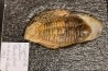 eccoptochile guillieri