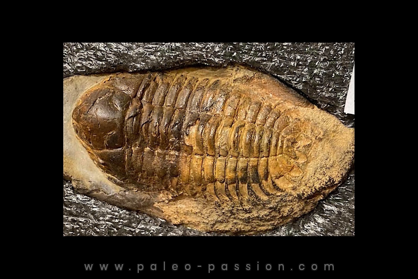 eccoptochile guillieri