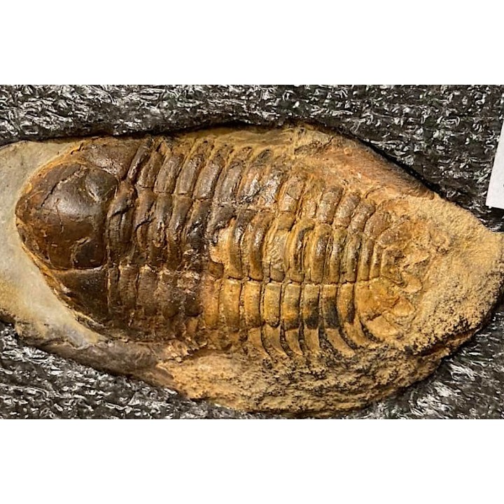 eccoptochile guillieri