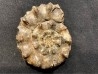 OLENEKOCERAS NIKITINI
