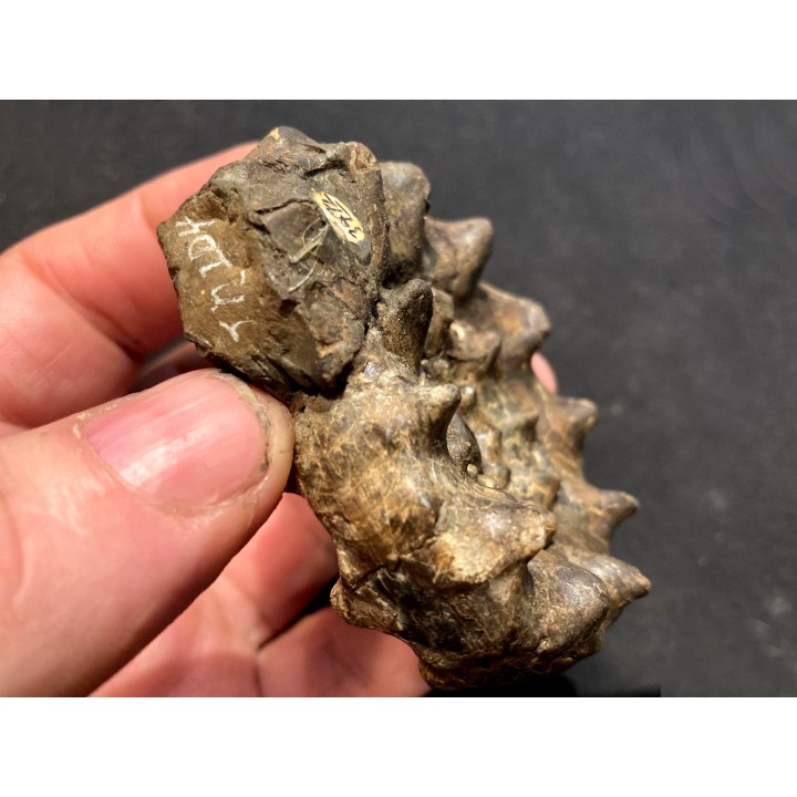 OLENEKOCERAS NIKITINI
