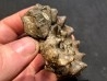 OLENEKOCERAS NIKITINI