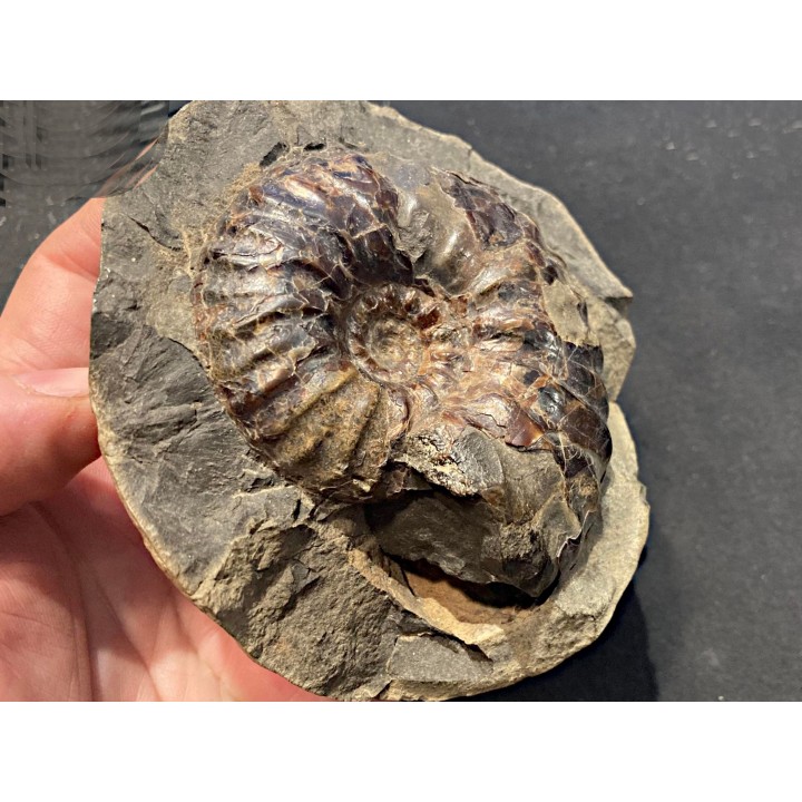 Arctroplites talkeetnamus , Albian,  Alaska, USA