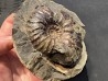 Arctroplites talkeetnamus , Albian,  Alaska, USA
