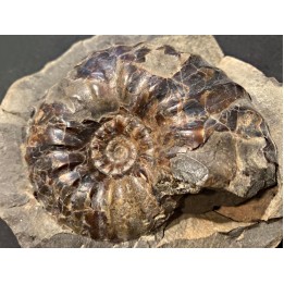 Arctroplites talkeetnamus , Albien,  Alaska, USA