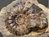 Arctroplites talkeetnamus , Albian,  Alaska, USA