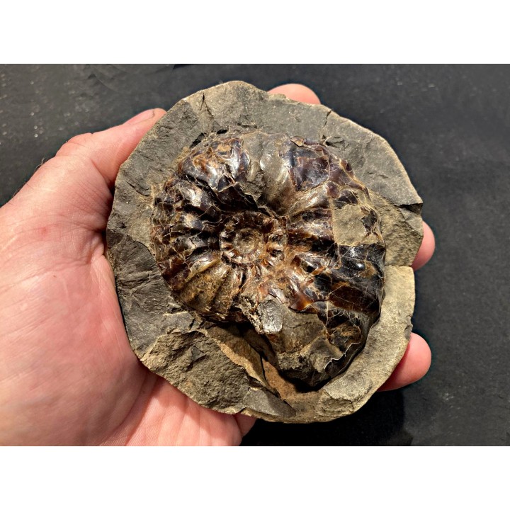 Arctroplites talkeetnamus , Albien,  Alaska, USA